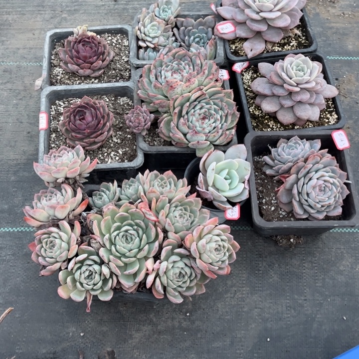 酷***娃黑橙两青瑟时光橙子散群吉娃娃奶茶红茶两冰糖