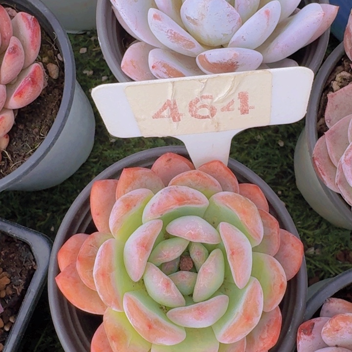 健健康康平平安安