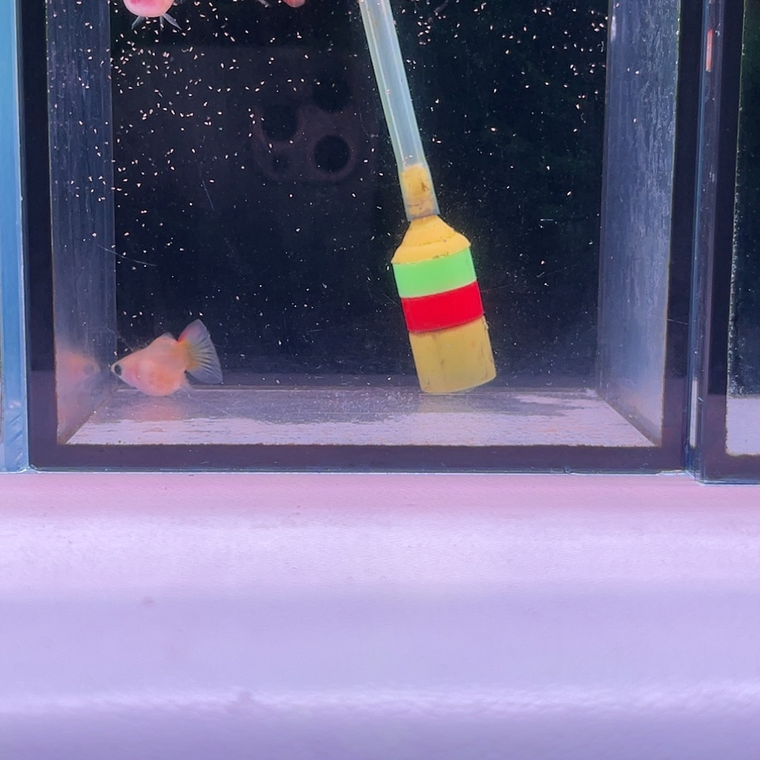 黑玛丽鱼幻彩皇冠2对
