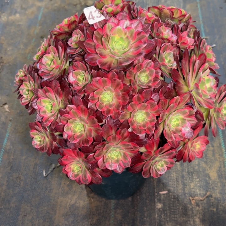 安娜43多肉法师一物一拍