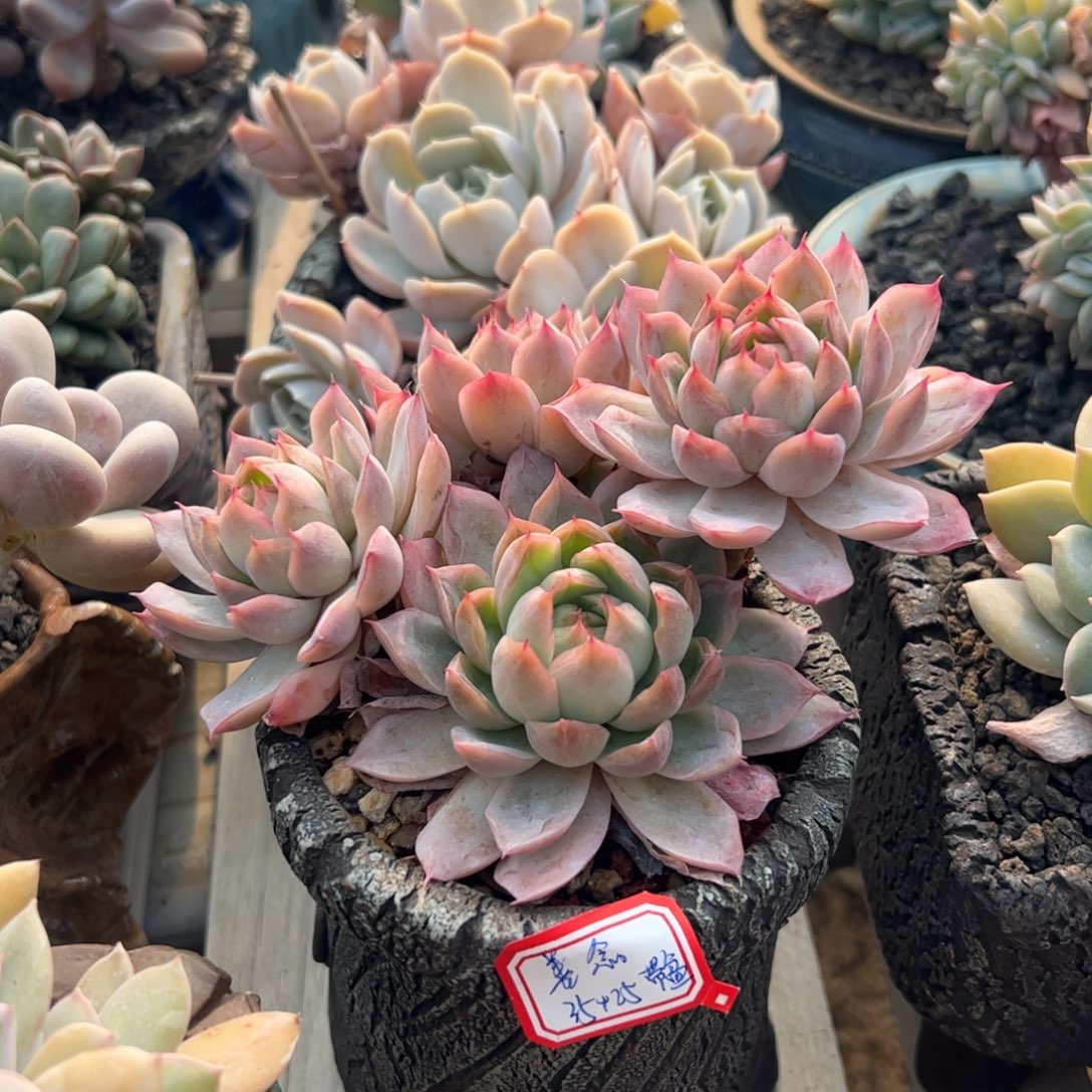 善***h多肉植物绿龙群生