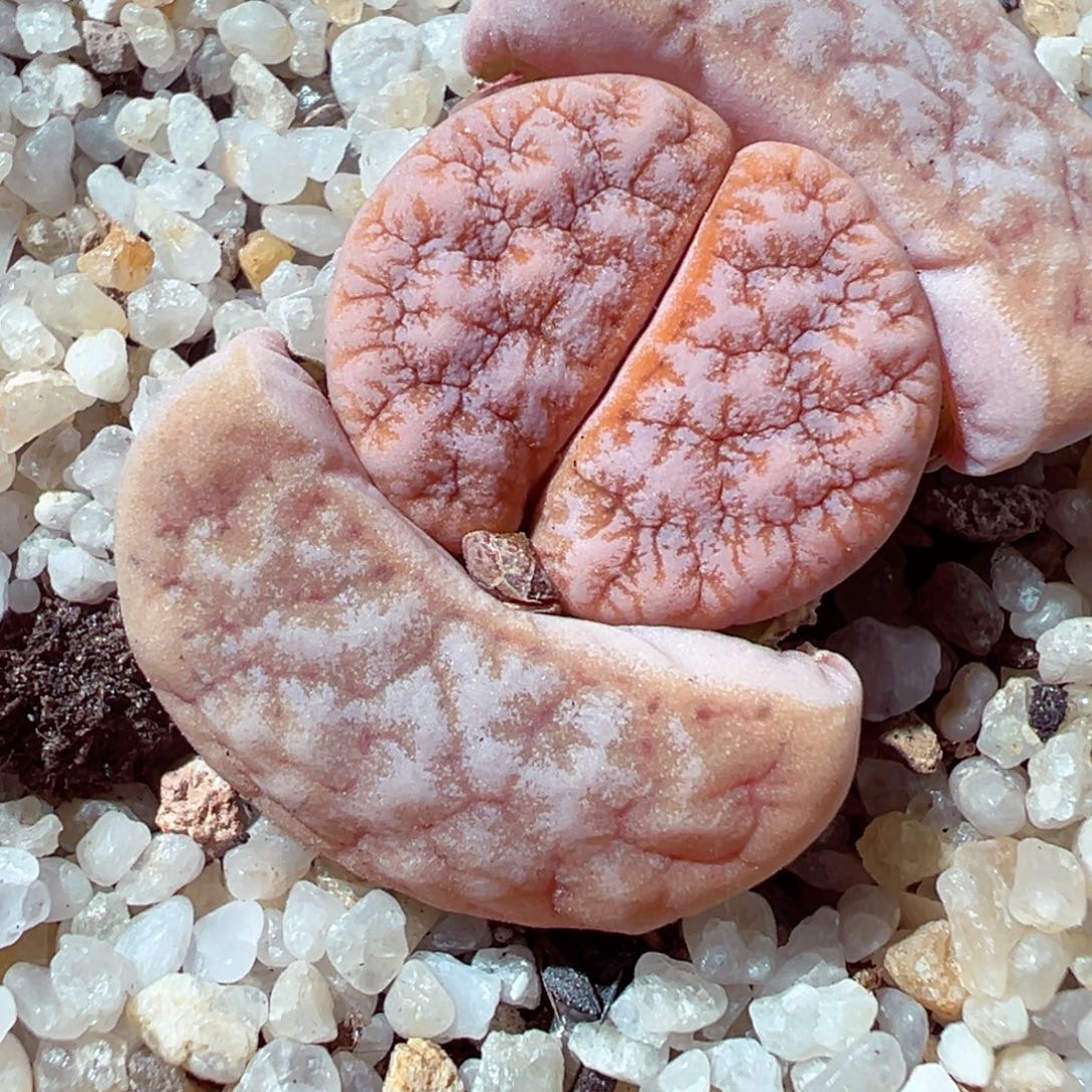 1229-304多肉多日拿铁1.4新头