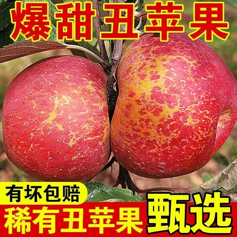 正宗大凉山冰糖心丑苹果新鲜脆甜多汁现摘水果