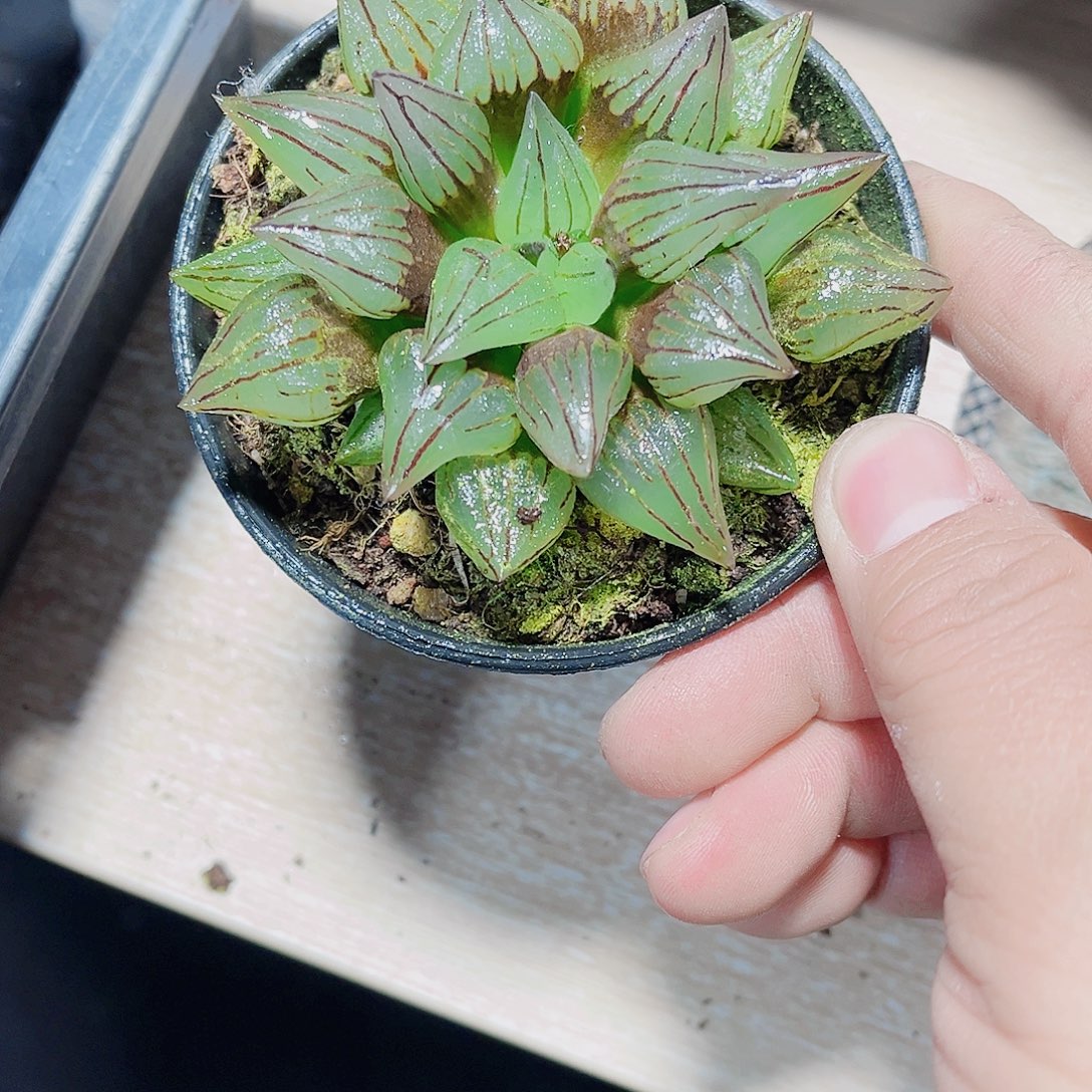 西瓜寿精品十二卷植物