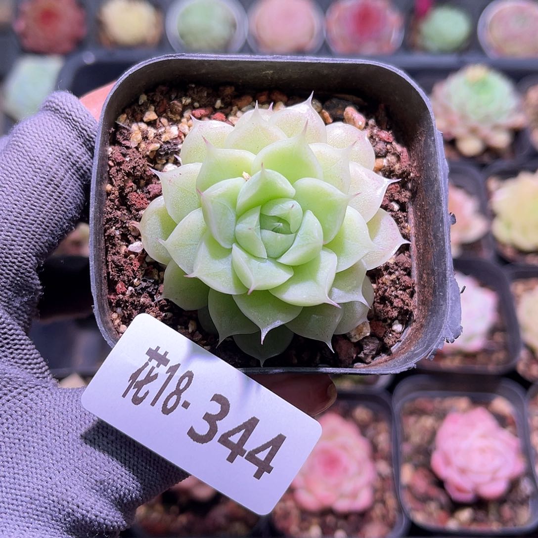 花18-344麦秆单头