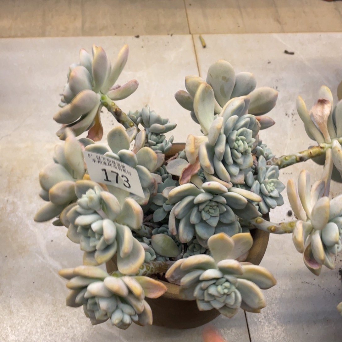 黑大帅多肉173露凝香