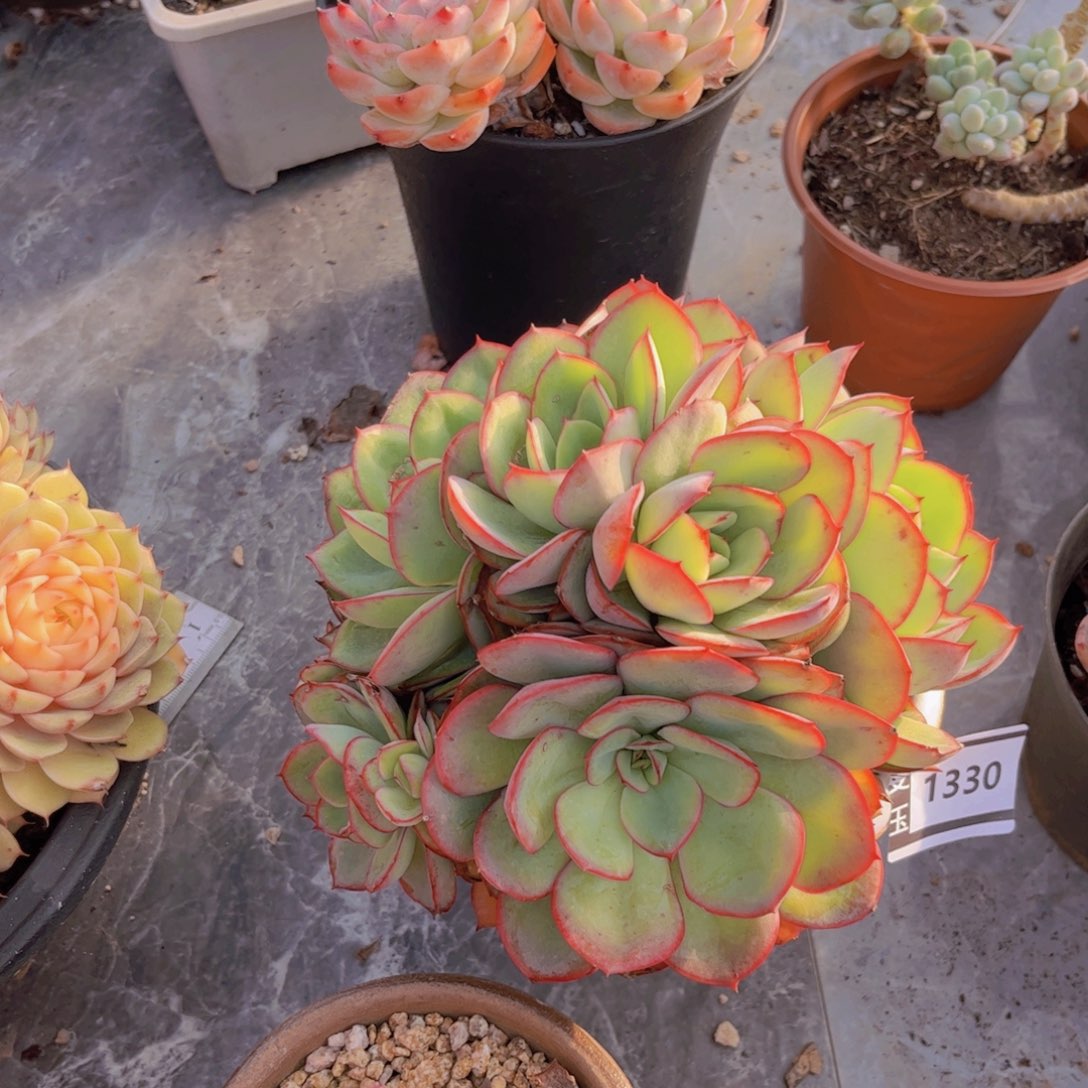 牡丹亭多肉植物1330