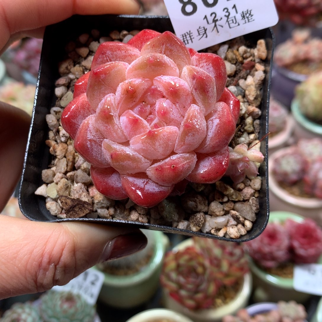 精控拇指盆12.31802