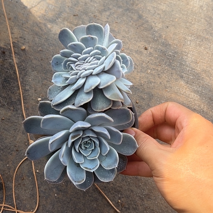 汉堡群生缀化多肉