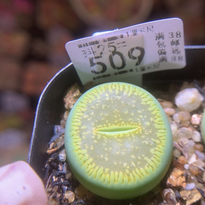 精品生石花25.509