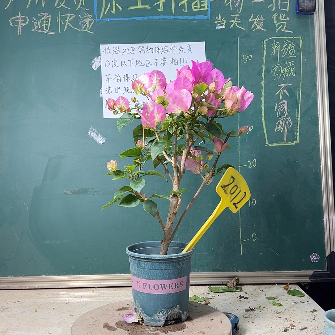 完全开放 超级玛丽 2012