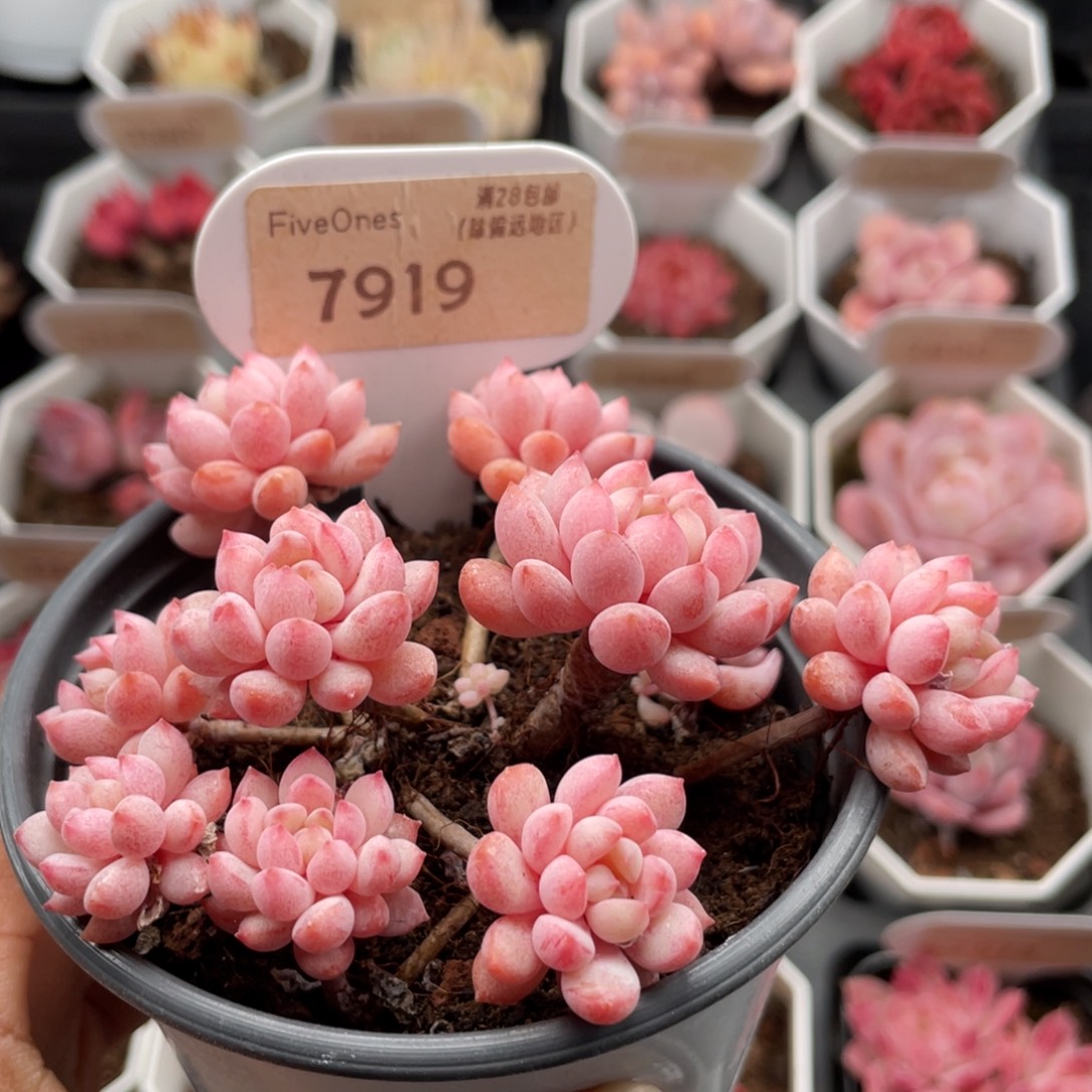 小红蛋7919-9.0厘米