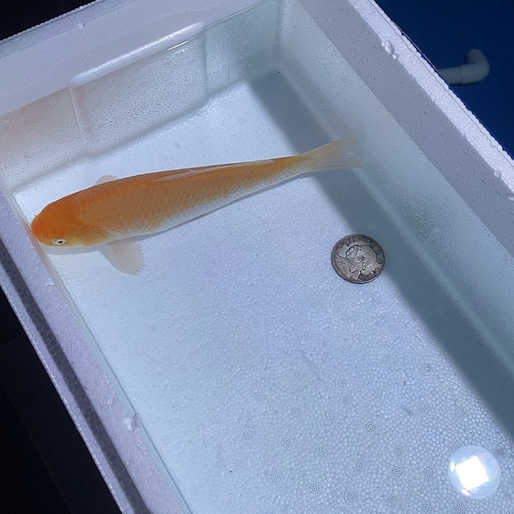 锦鲤锦鲤活鱼开箱包活