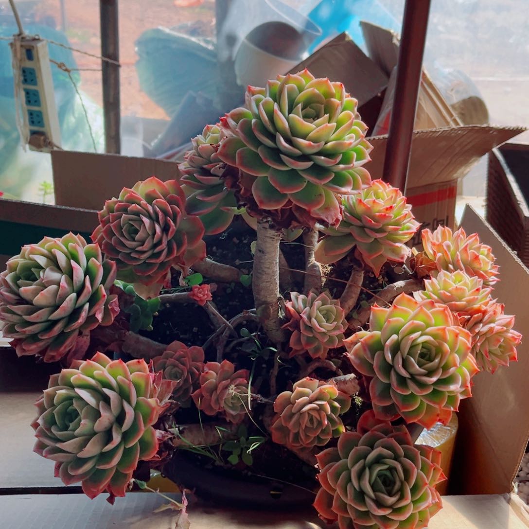 哈密瓜大群一颗发货