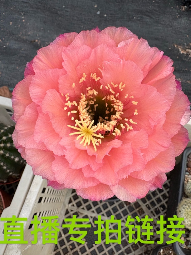 直播间价格专拍链接仙人球