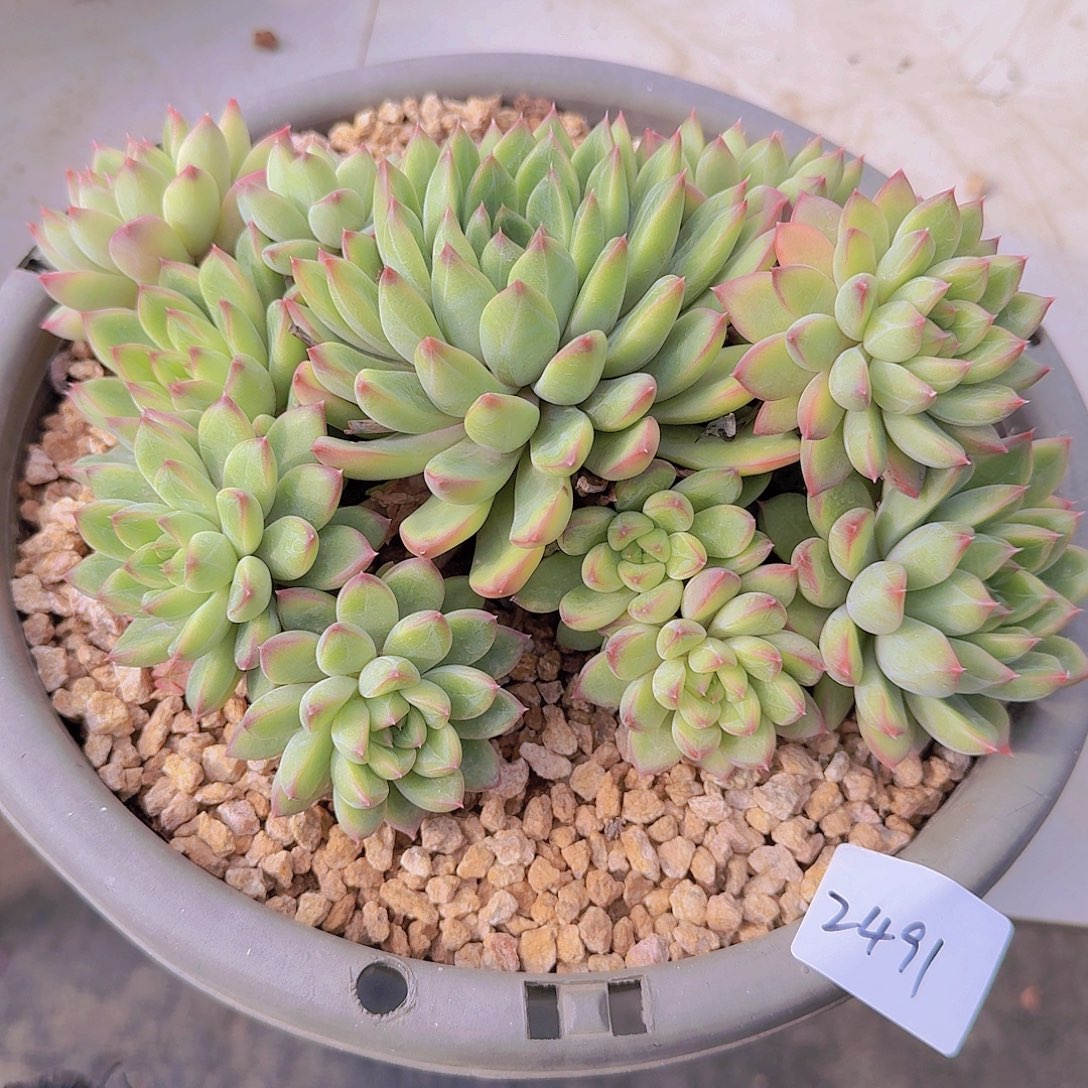 2491小幻熊美人多肉植物