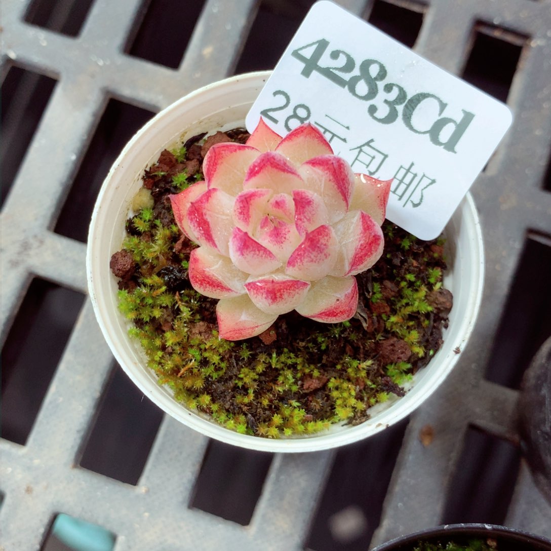 5厘米盆精控多肉4283 