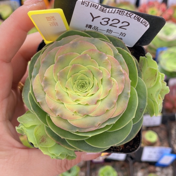 皙偌玫瑰一物一拍322