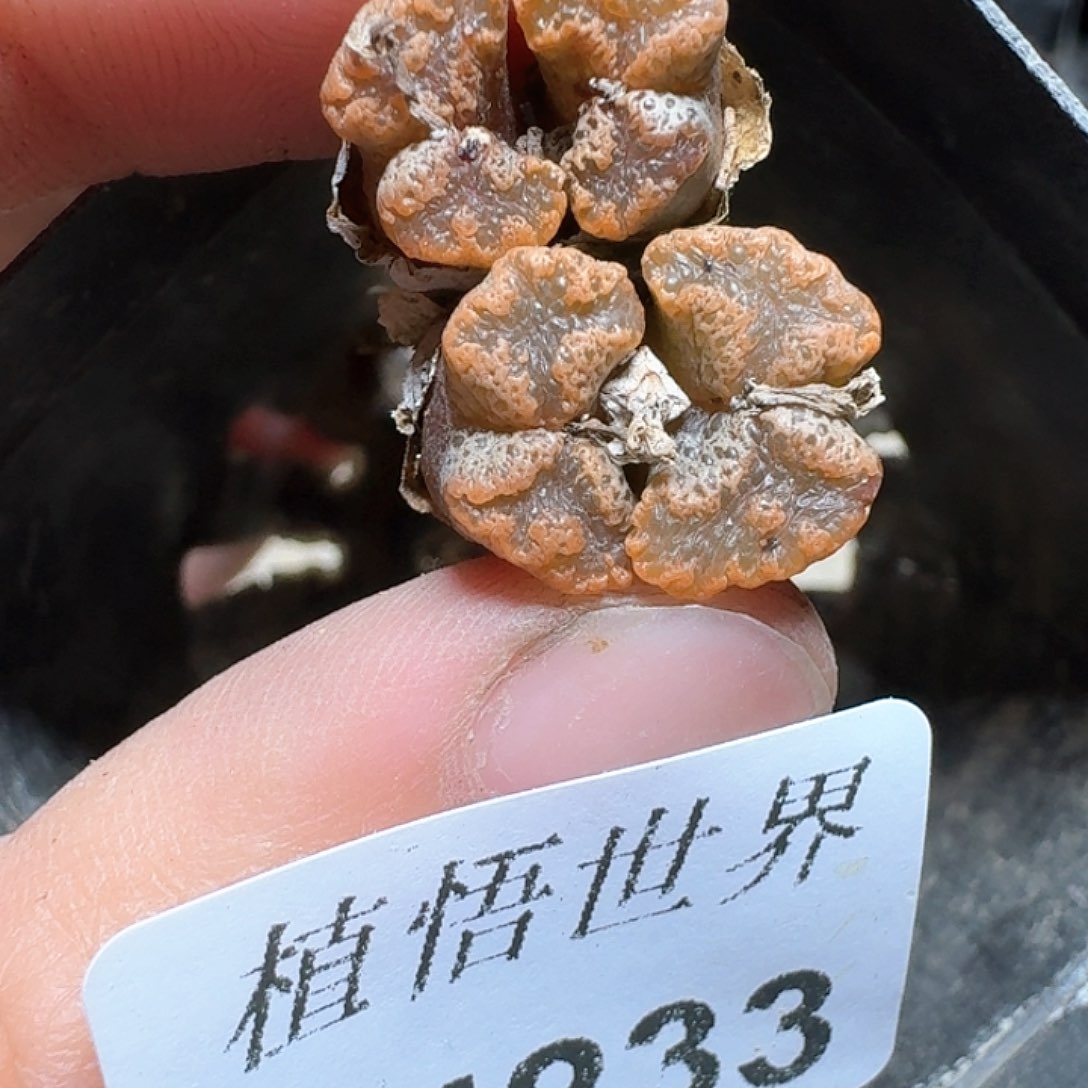 233号多肉植物哇fv