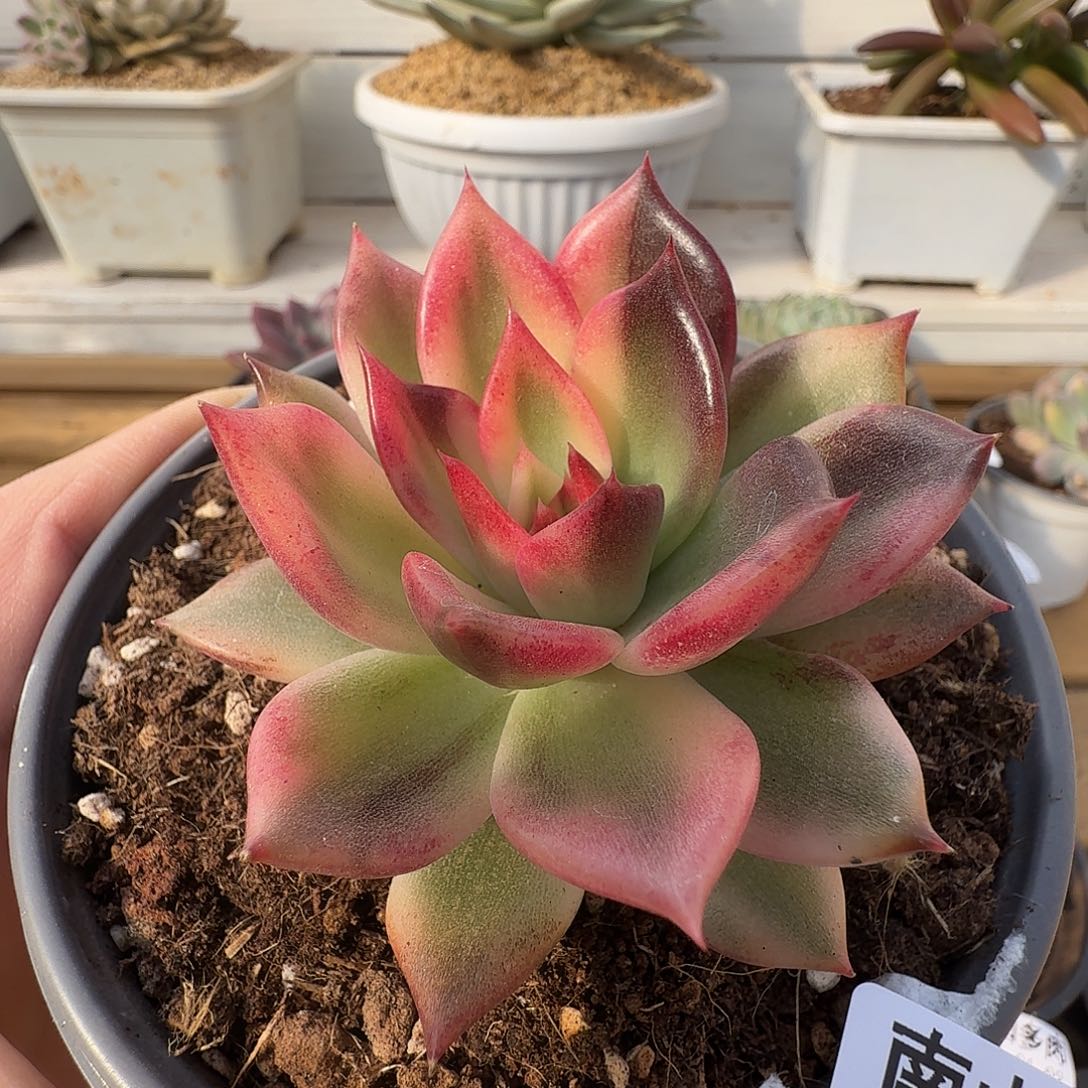 火焰山锦11102-168