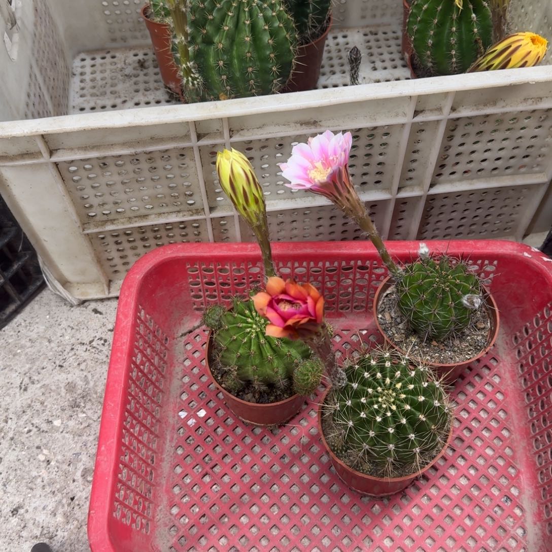 兰***兰无花朵彩草哈哈哈哈哈哈哈