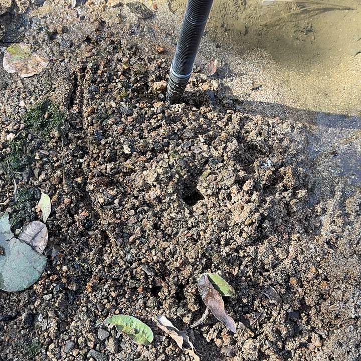 中国大陆大别山原生态野生甲鱼