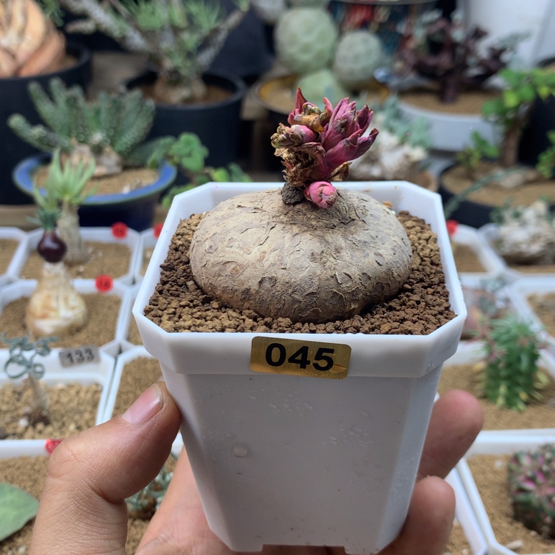 玫瑰大戟带盆发货5cm