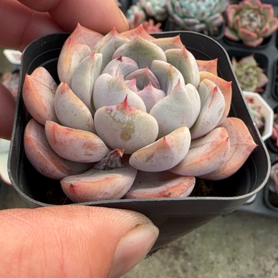398夜莺多肉植物多