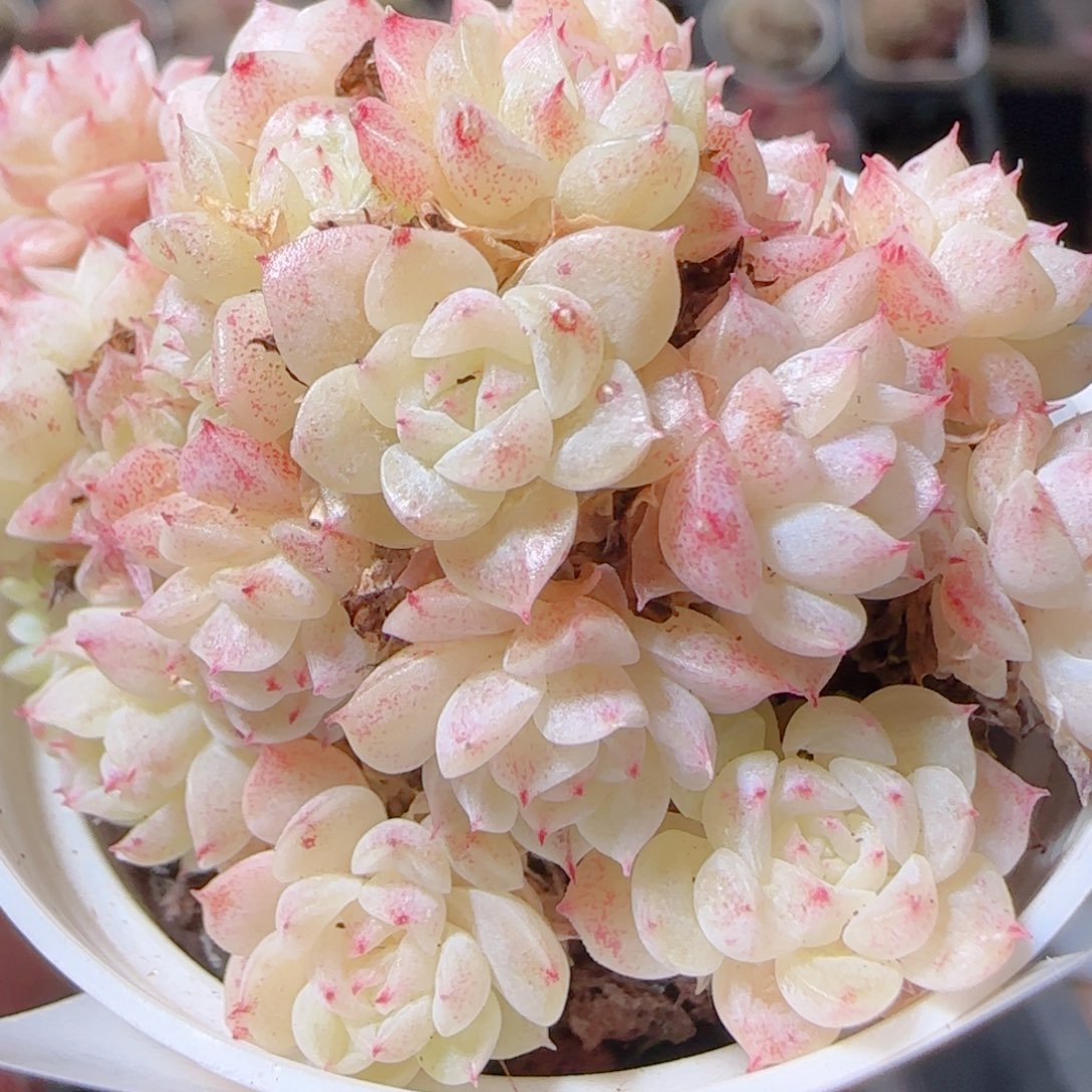 花语多肉1227-91魔仙散