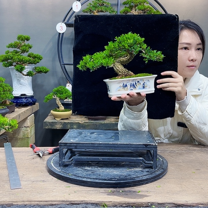 黄杨盆景四季常青不落叶
