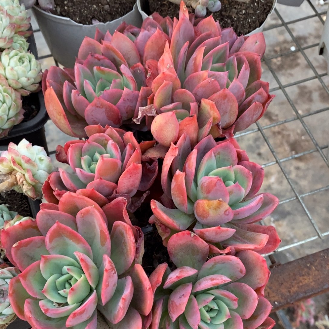 绮罗仙子四头起发两盆