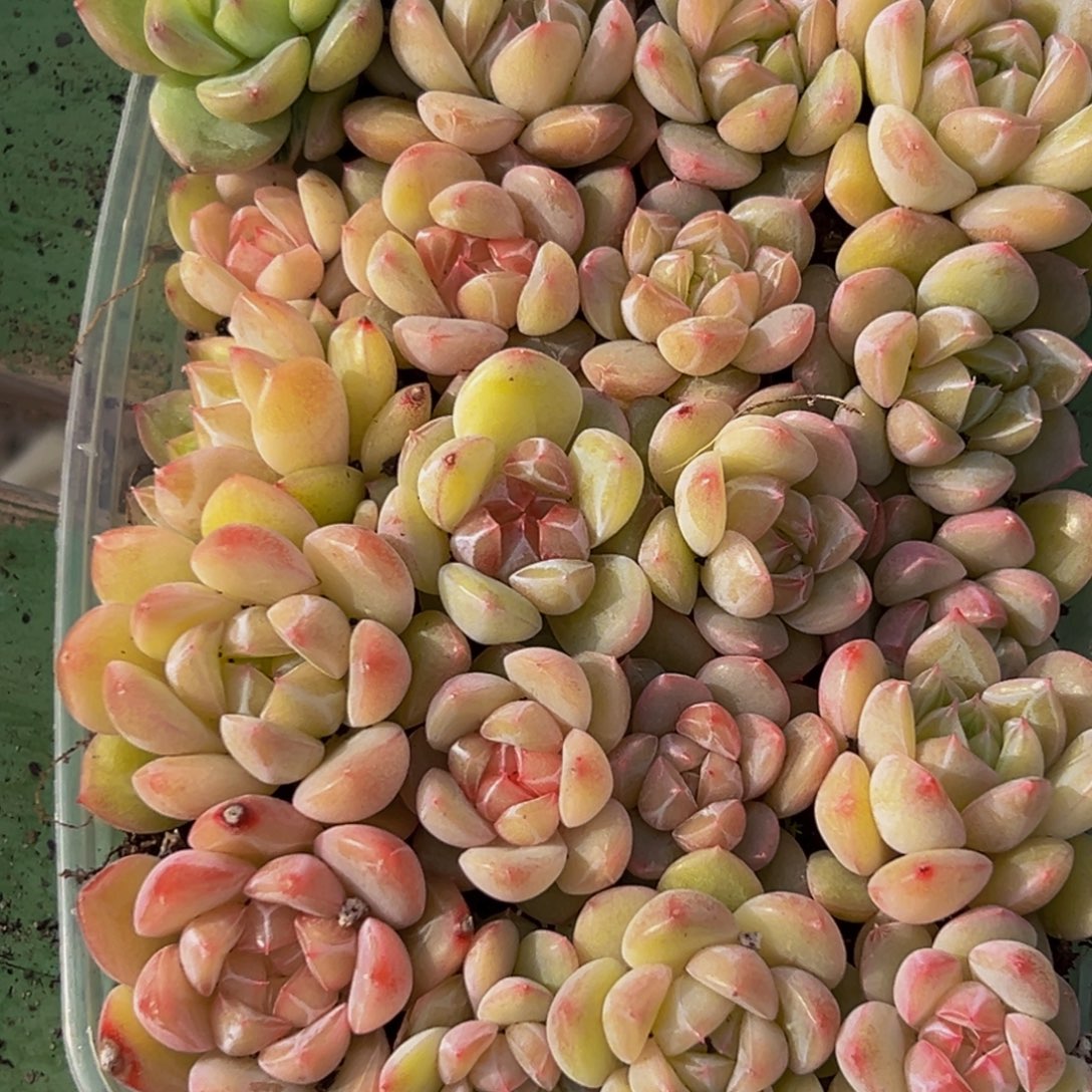 046多肉葡萄的味道是真的很