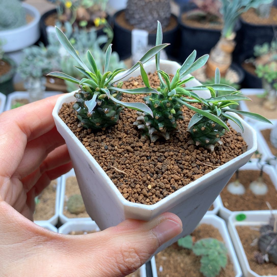 铁甲麒麟带盆多肉