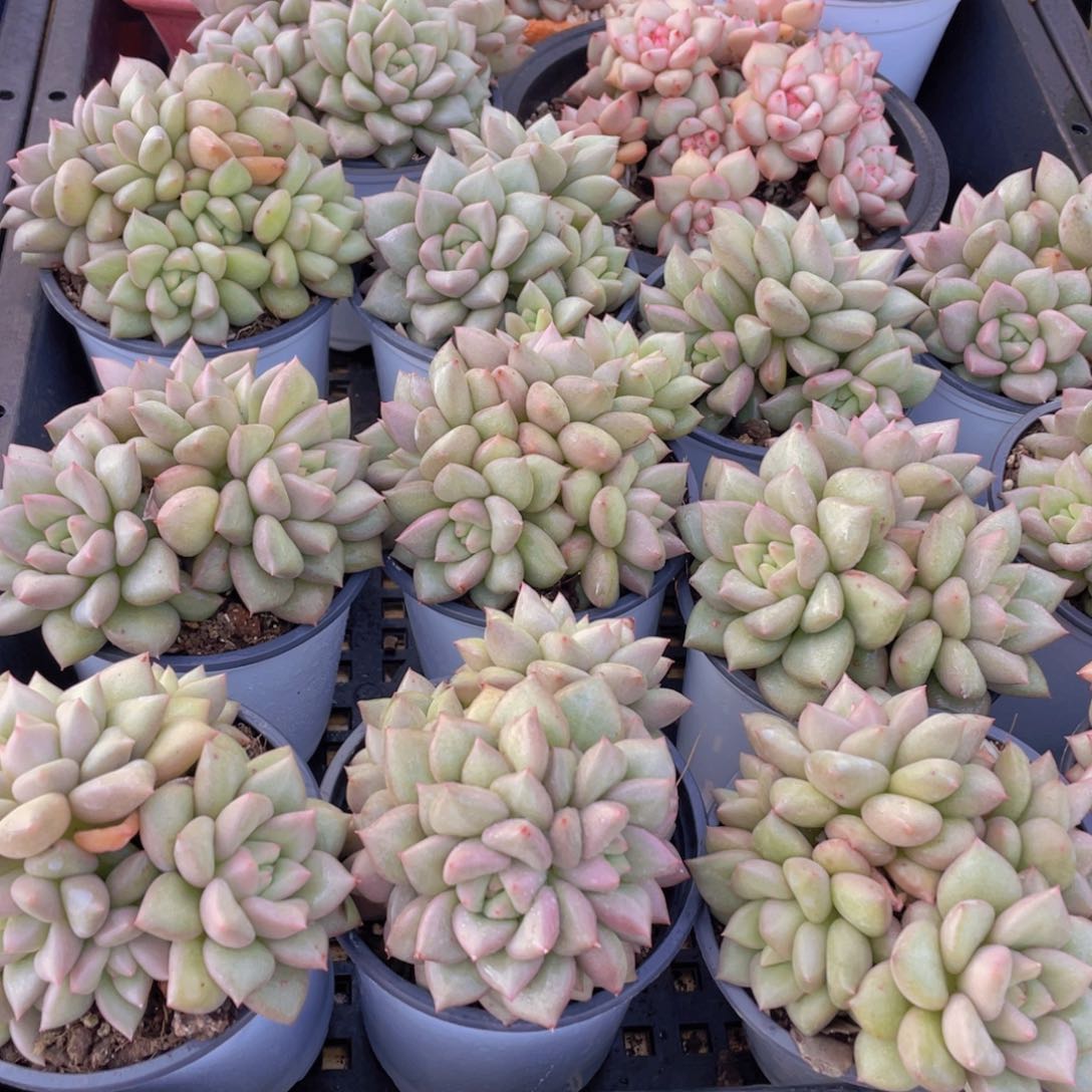 量拍41号 黄金象牙大群生一个