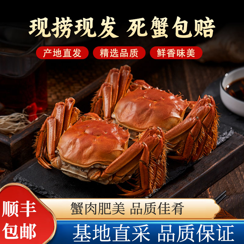 【活蟹】江苏精品大闸蟹3.1-2.8两 母蟹 10只