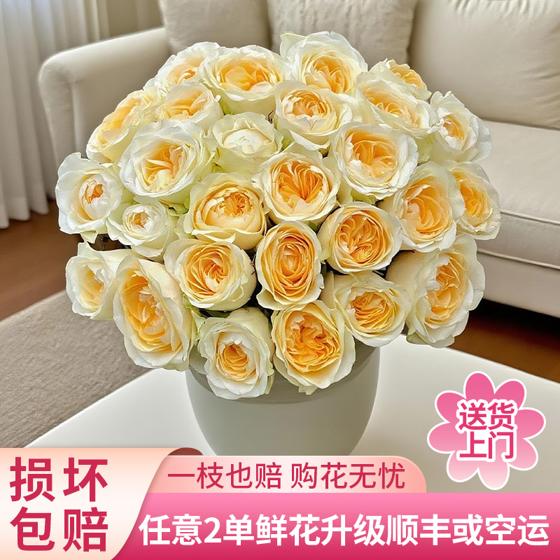 【黄梦宇】奶油杯单头玫瑰全场鲜花任意满两单及以上包邮送货上门