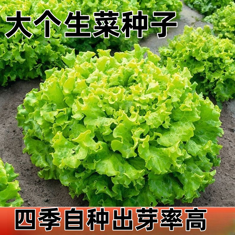 生菜种子四季甜脆玻璃生菜种子生吃蔬菜沙拉四季盆栽地栽种植菜