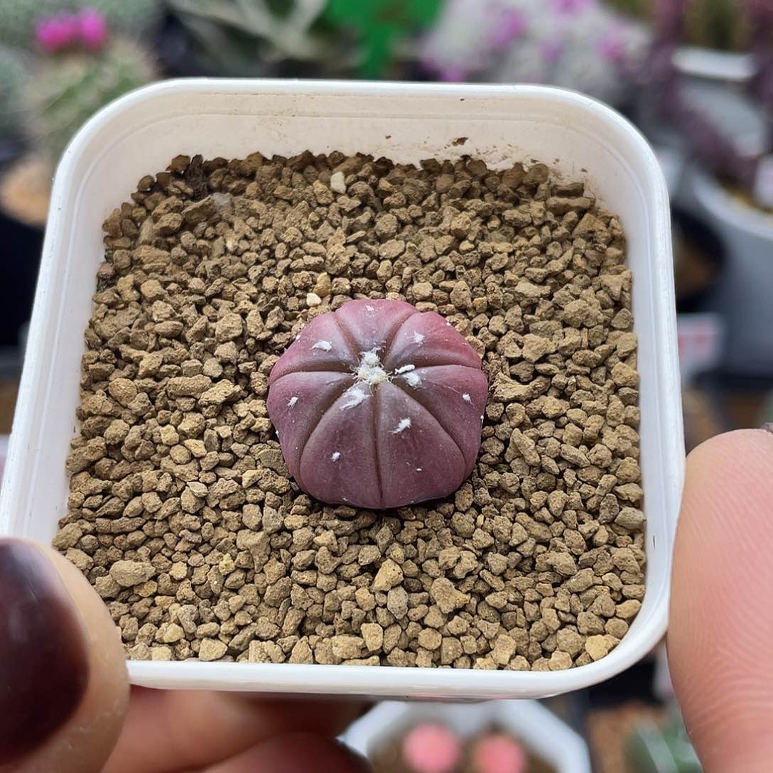 实生紫兜仙人球多肉