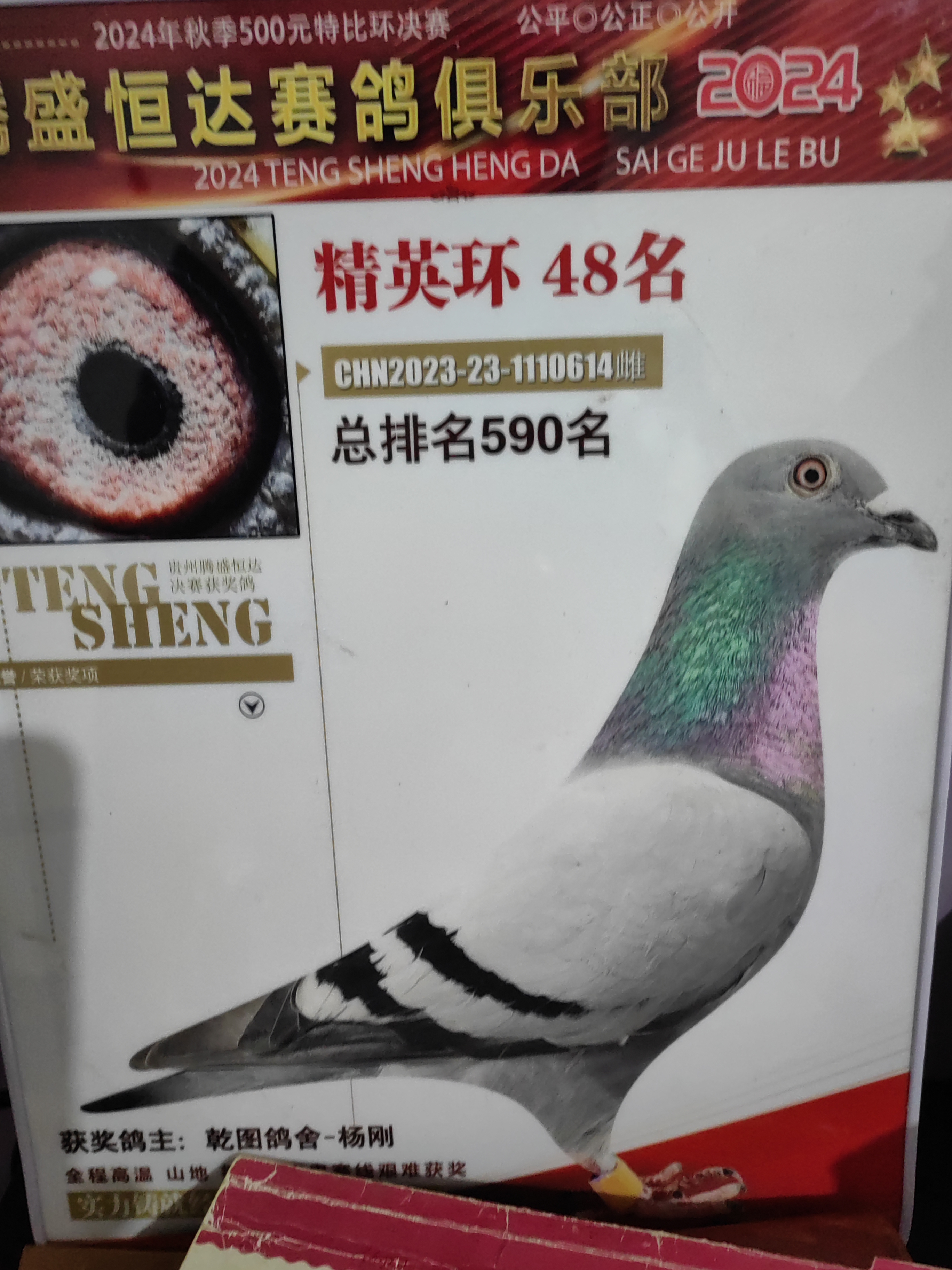 拍鸽子专用，保真，保活，不包邮，新疆西藏勿拍
