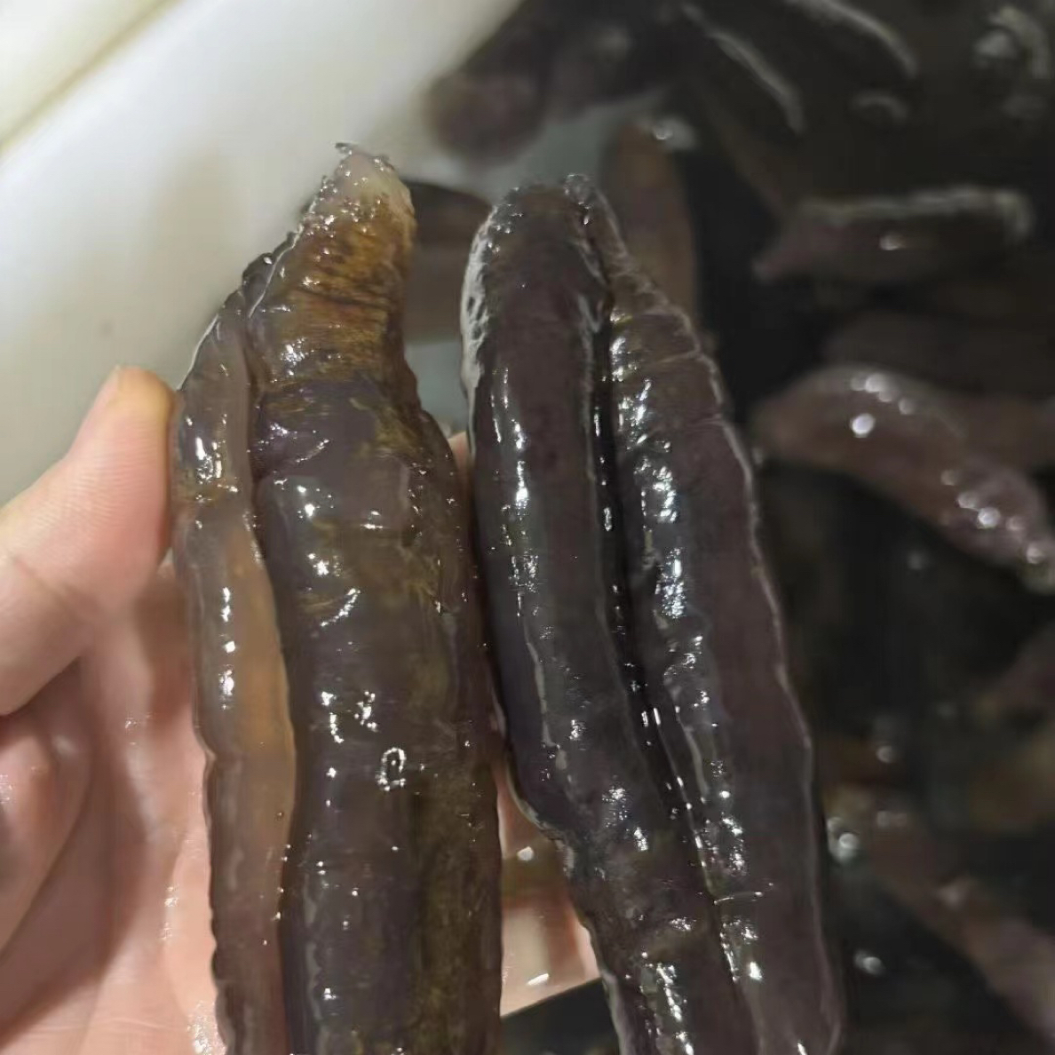 鼎峰海产 海参乌参赤虫参 拍3斤送1斤 纯净水泡发 顺丰包邮