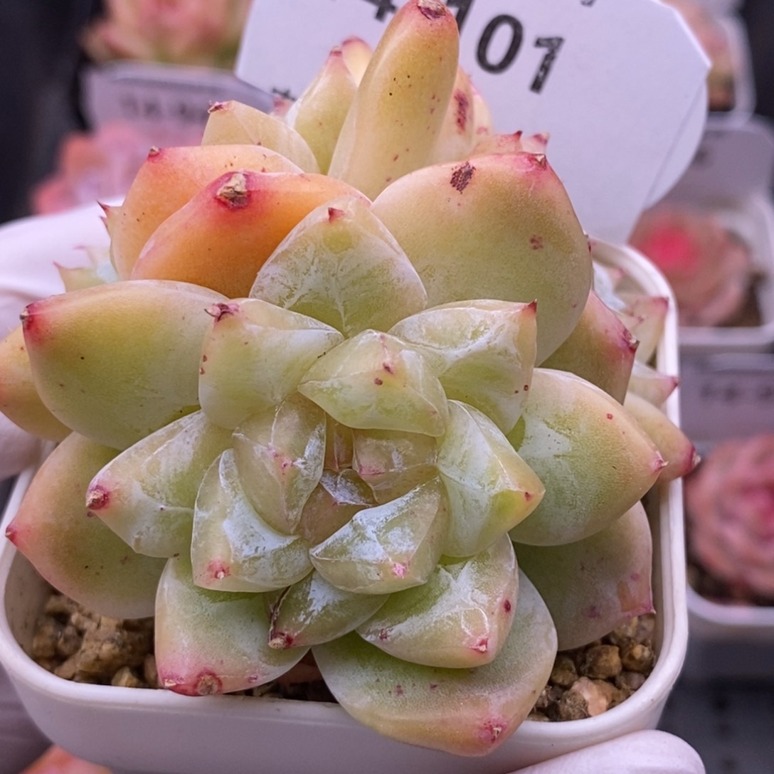 【闪购商品】14-101