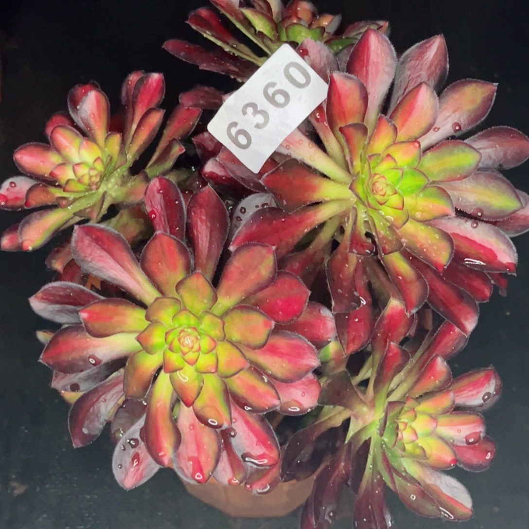 魅力锦多肉发货发货