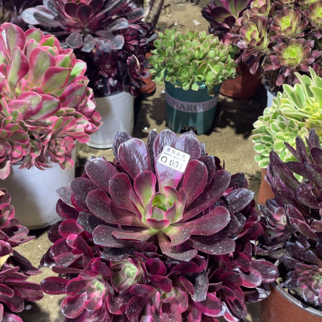 001凤冠多肉法师断枝不包