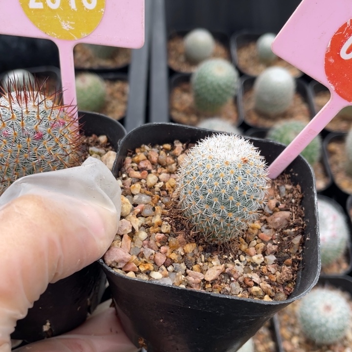 晓***呀实生二棵0019-251300000000