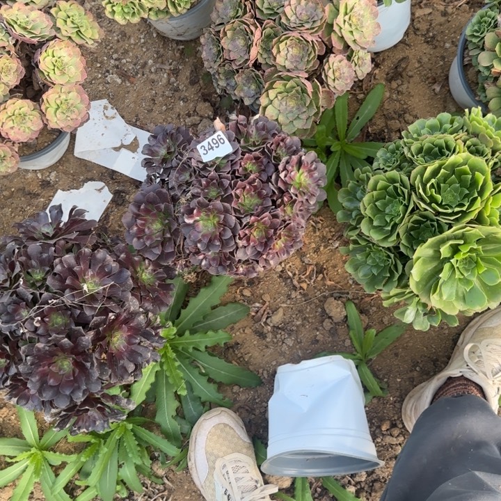 3496 清棚处理不包断枝