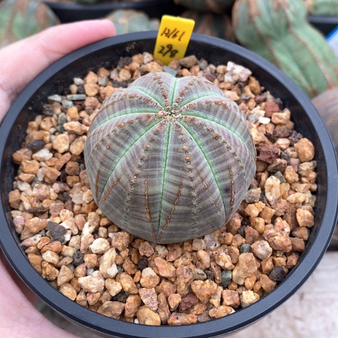 12 欧系实生布纹球多肉植物