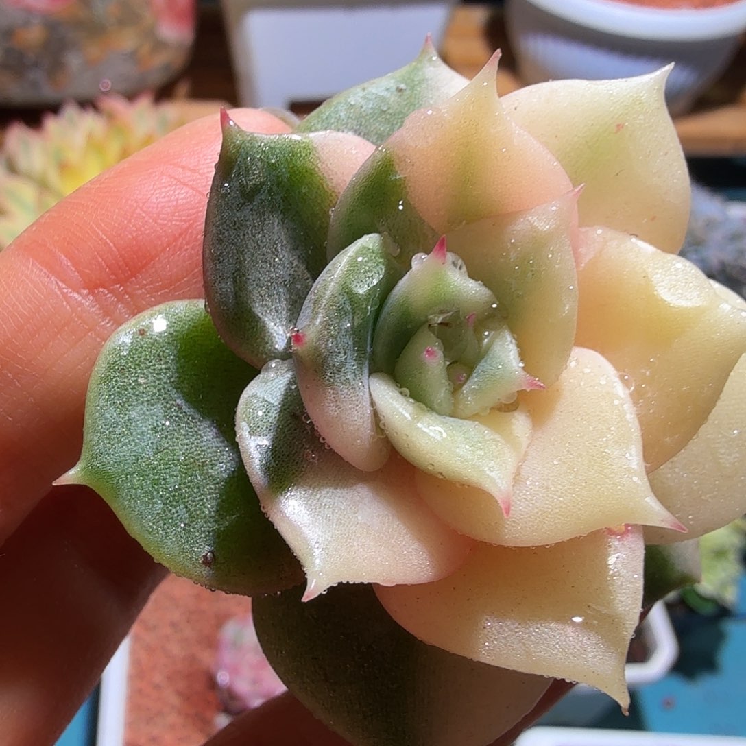 贝加尔湖锦，多肉植物