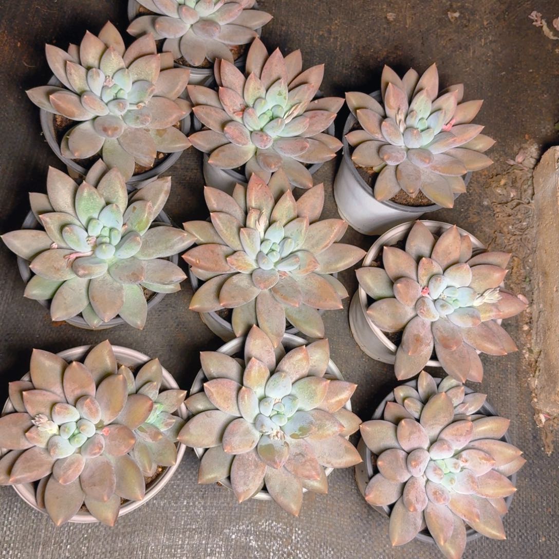 哥特两颗买一送一福利多肉111111111