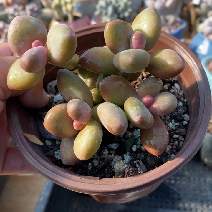 芒果奶8头自然群