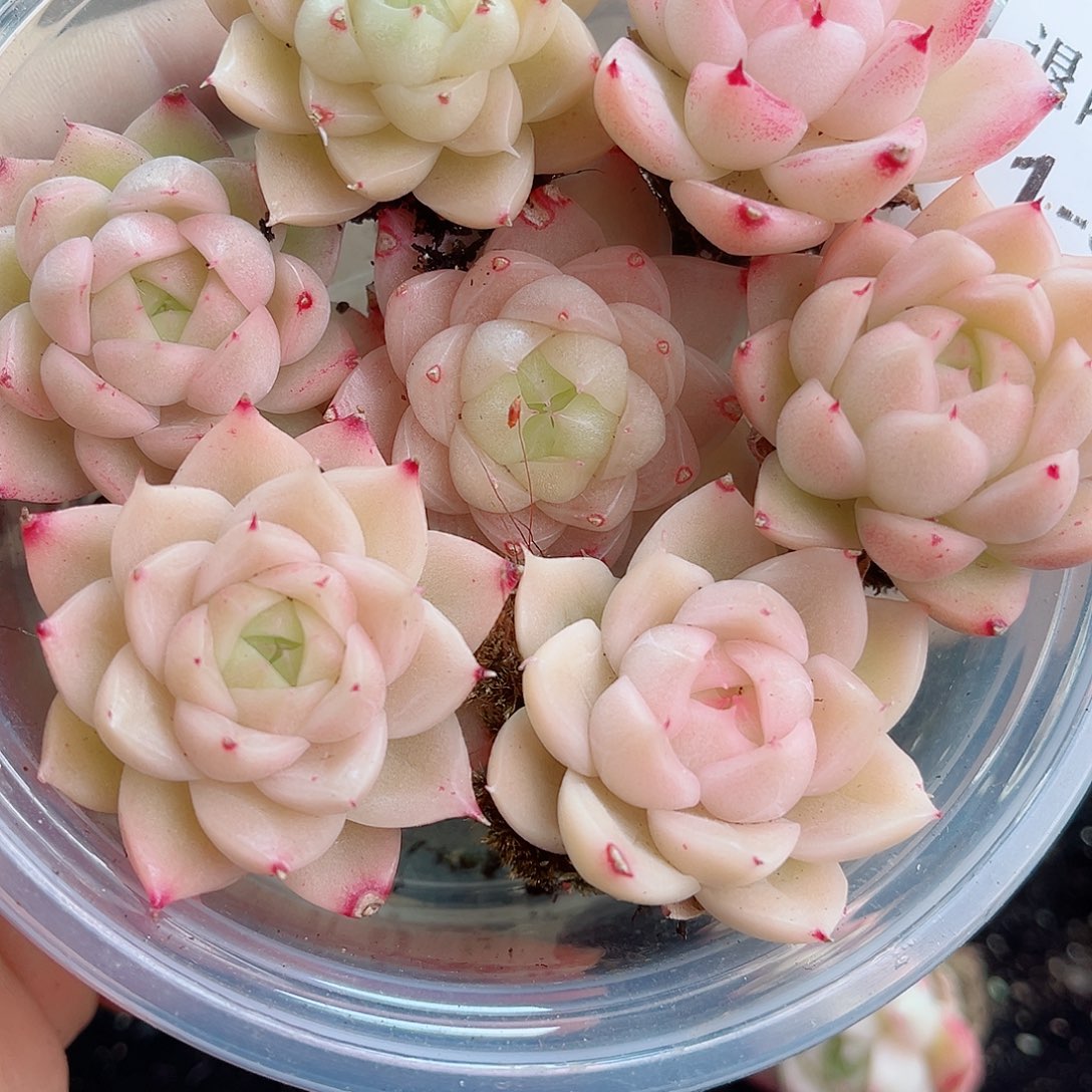 1-539 新疆西藏内蒙不发12.8包邮2-3公分多肉